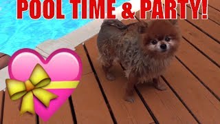 WHOS COMING SOON ITS PARTY TIME CUTEST POMERANIAN LITTLE BEAR SWIMS [upl. by Madelene]