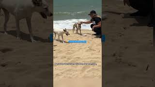 CADELAS ABANDONADAS NA PRAIA COM MUITO SOL cachorro dog resgate rescue adote adote amor pets [upl. by Epotimet246]