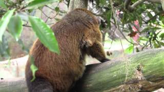 western mountain coati western dwarf coati Nasuella olivacea Parque Natural Chingaza [upl. by Sirtimid]