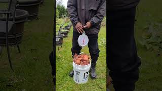 How Much Does Your Sweet Potato Harvest Weigh gardening garden urbangardening [upl. by Vaughn156]