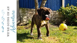 Poppy  Our 9 week old brindle boxer puppy [upl. by Jollenta717]