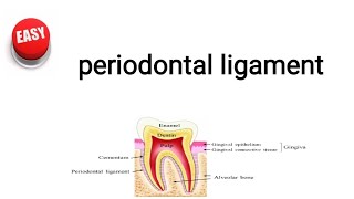 periodontal ligament [upl. by Eeryn296]