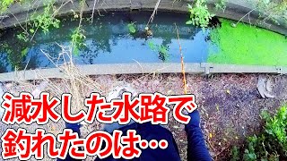 減水した水路で釣れたのは…【埼玉県タナゴ探し】 [upl. by Fritzie846]