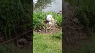 Ein Schwan hat Abfall in seinem Nest short littering [upl. by Htebasil849]