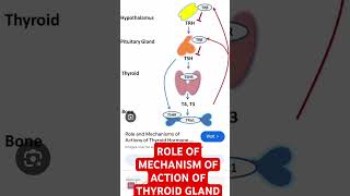 Thyroid hormone Mechanism of action TSH  T3T4 Or Thyroxinenorcet NURSING [upl. by Etteyniv]