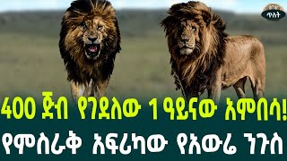 400 ጅብ የገደለው ባለ አንድ ዓይኑ አምበሳየምስራቅ አፍሪካው ንጉስ September 20 2024 [upl. by Nomla]