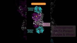 Nitrogenase complex nitrogen fixation  Nitrogenase structure  Mineral Nutrition class 11 biology [upl. by Adnirak]