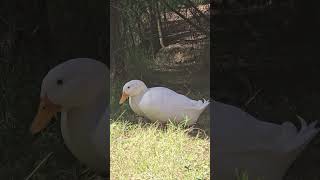 Australian White Ducks Campbelltown Australia [upl. by Dnomayd]