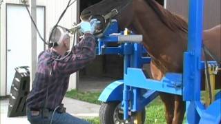 Equine Dentistry Done Correctly [upl. by Alyakem]