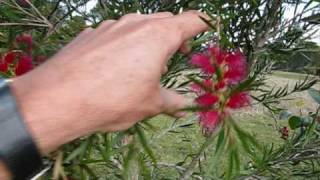 Bottle Brush Tree [upl. by Paulson]