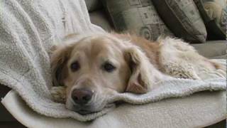 Young Golden Retriever Tries to Get Old Dog to Play Short Film [upl. by Frendel]