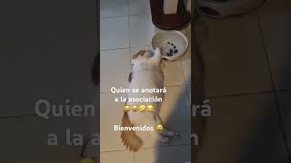 Desganados anónimos humor gatosgracioso gatos [upl. by Jezebel431]