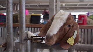 A Glimpse Into FBISDs FFA Program [upl. by Day]