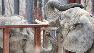 The Elephant Sanctuary  Nosey and Tarra Meet Over the Fence Line [upl. by Diaz]