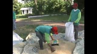 How to Dry Vegetables Using a Direct Solar Dryer [upl. by Asher]