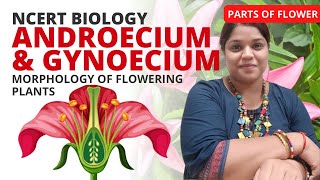 Androecium and Gynoecium  Class 11  NCERT Biology [upl. by Noreg]