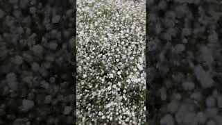 gypsophila DECORALIA floreria tutoriales asmr emprendimiento  flores ramos [upl. by Ardnaxela]