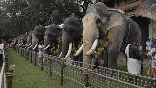 Assignment Asia Elephants of Kerala [upl. by Ettenad]