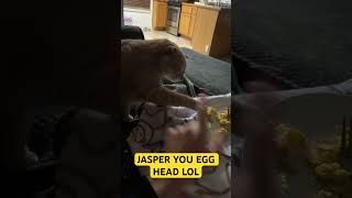 Jasper Crying Like A Baby For Food 😹😹 funny cat comedy fyp [upl. by Yardley696]