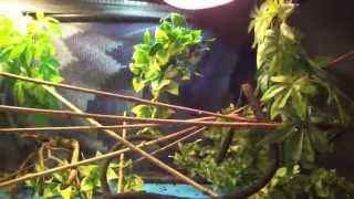 BABY VEILED CHAMELEON CARE [upl. by Rosena]