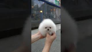 Cute white miniteacup Pomeranian puppy video😘💖 [upl. by Ybreh647]