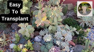 Transplanting Succulents in My Garden 2 [upl. by Ysnap]