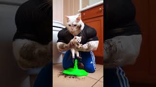 The Muddy Misadventures 🐾💩 From Bath Time to Chaos 😱cat cattalescatfunnyvideosshorts catvideos [upl. by Savior996]