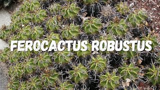 Ferocactus Robustus Um Guia Completo [upl. by Noryahs572]