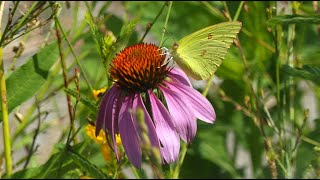 Butterflies Found in the Native Plant Garden [upl. by Teressa]