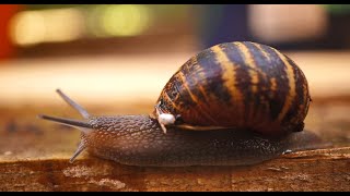 Minibeasts week 2  slimy worms snails and slugs 🐌 [upl. by Seravaj]