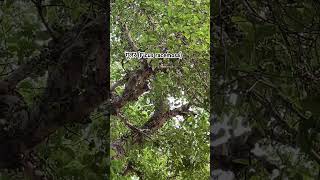 गूलर Ficus racemosafig gk plantas agriculture youtubeshorts channel viralshorts [upl. by Dex677]