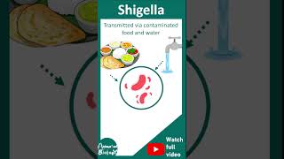 Shigella  Shigellosis  Microbiology pathogenesis and treatment  USMLE [upl. by Aser]