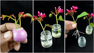 Simple way to grow jatropha plant from cuttings  How to grow jatropha plant from cuttings [upl. by Nnyre]