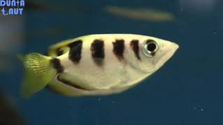 Archerfish Si Ikan Pemanah Hebat Aquarium Air Tawar [upl. by Nalo304]