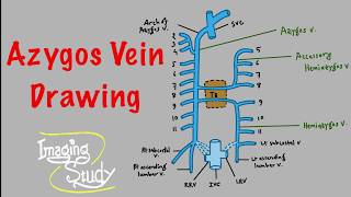 Anatomy Easy Drawing Tutorial Azygos Vein [upl. by Oicaroh]