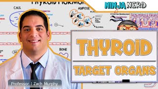 Endocrinology  Target Organs of the Thyroid [upl. by Ram542]