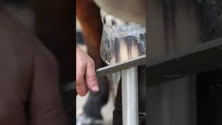 Rasping timee shorts farrier satisfying asmr [upl. by Kanal423]