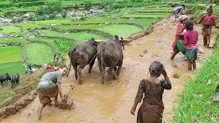 Primitive Way To Paddy Farming in Nepali Village  Nepali Mountain Lifestyle  IamSuman [upl. by Cassiani]