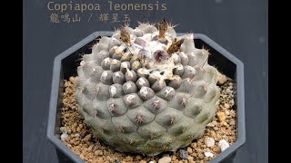 Copiapoa leonensis 龍鳴山介紹 [upl. by Halivah]