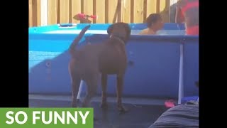 Dog not allowed in water makes most of pool time [upl. by Currier]