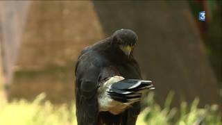 Stage de fauconnerie au Bois des Aigles dans lEure [upl. by Enirehs700]