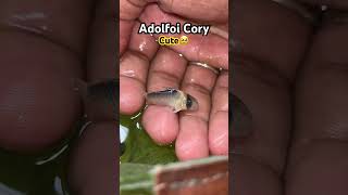 Mr adolfoi Cory😍 corydoras aquarium [upl. by Andra]