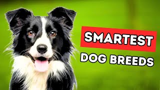 Top 10 Smartest Dog Breeds Is Your Pup on the List [upl. by Aipmylo]