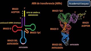 ARNt ARN de transferencia [upl. by Ansley]