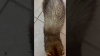 ferret animal pet [upl. by Stuckey]