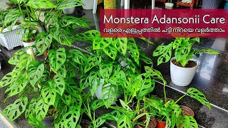 Monstera Adansonii care n propagation  എളുപ്പത്തിൽ ചട്ടി നിറയെ വളർത്തിയെടുക്കാം [upl. by Nnylannej238]