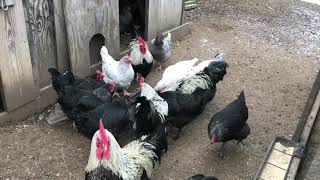 Cedar Hill Marans  Birchen Marans and Splash Marans [upl. by Renmus93]