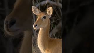 Wildlife EXPERT Reveals Survival Secrets of Antelopes [upl. by Giffy]