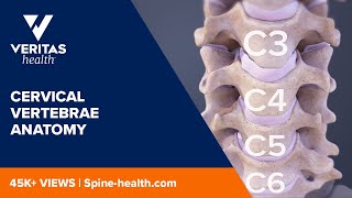 Cervical Vertebrae Anatomy [upl. by Wendall]