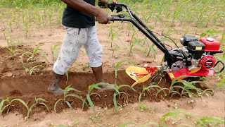 HONDA MINI WEEDER F300 3HP IN MAIZE CULTIVATION [upl. by Oeramed794]